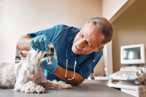 Best Weekend Emergency Dental Services in Sullivans Island, SC